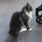 小猫爱吃鱼