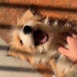 小狗汪汪