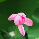 近贤