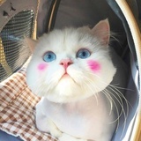 三姑六婆大家好