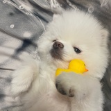 刺杀丘比特