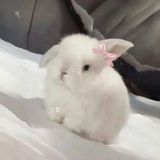 美式汉堡加菠萝