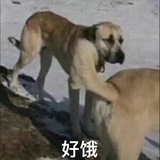 重生成比格犬