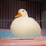 春天里的小海盗