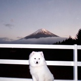 狂飙过光明桥
