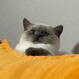 www