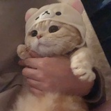 猫猫头教主喵喵