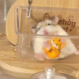 失眠鲫鱼饼