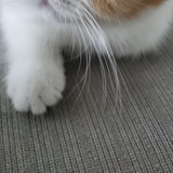 zz