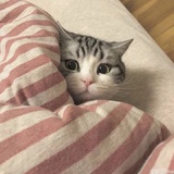 正义橘猫猫