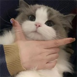 翎归时有雾
