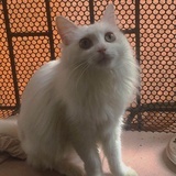 - 胖玲 ° 🐾