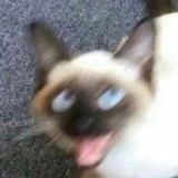 喵喵怪