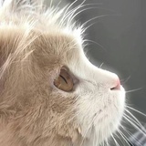 寻香行