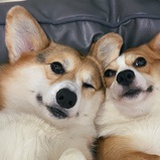 Rou球