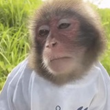 没有进化完全