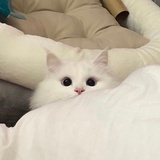 車仔麵