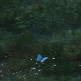 🦋