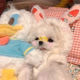 吃瓜群众了一下