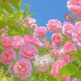 Summer_Y