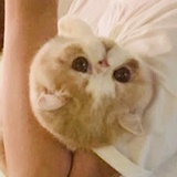 momo