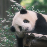 不要碰我黑眼圈