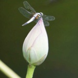 小禾没有尖尖角