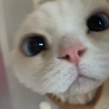 呼噜噜