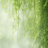 清晨