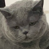 流泪芋圆猫猫头