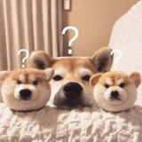 🐾