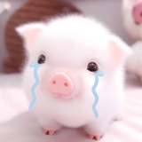 喜猪妹