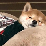 这个兔叽有点甜