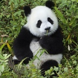 小葵花