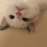 一只缪