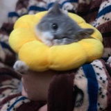你头发乱了喔