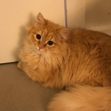 短短是猪猪