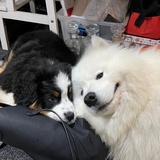 庄庄