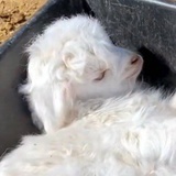 🦭