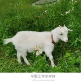 一只咩