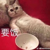 秃秃你嘎哈呢