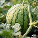 西瓜一块六🍉