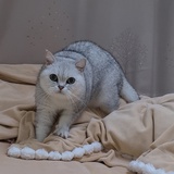 一粒咖啡豆
