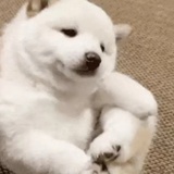 aaa