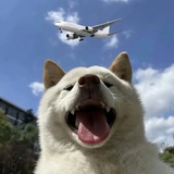 橘子