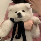 荒原上的奥尔加