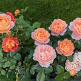 花开