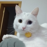 鹤