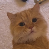 绝望的天妇罗🐡