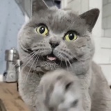 白羊